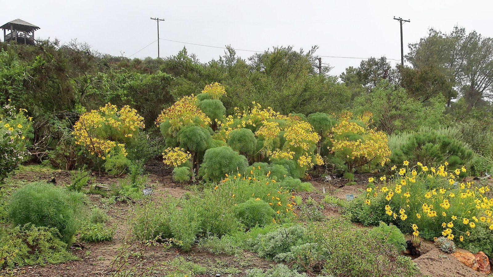 Giant coreopsis and other California natives in bloom in a native plant garden in San Dieg, a Wikimedia Commons photograph in the encyclopedia of Mike Kobeissi