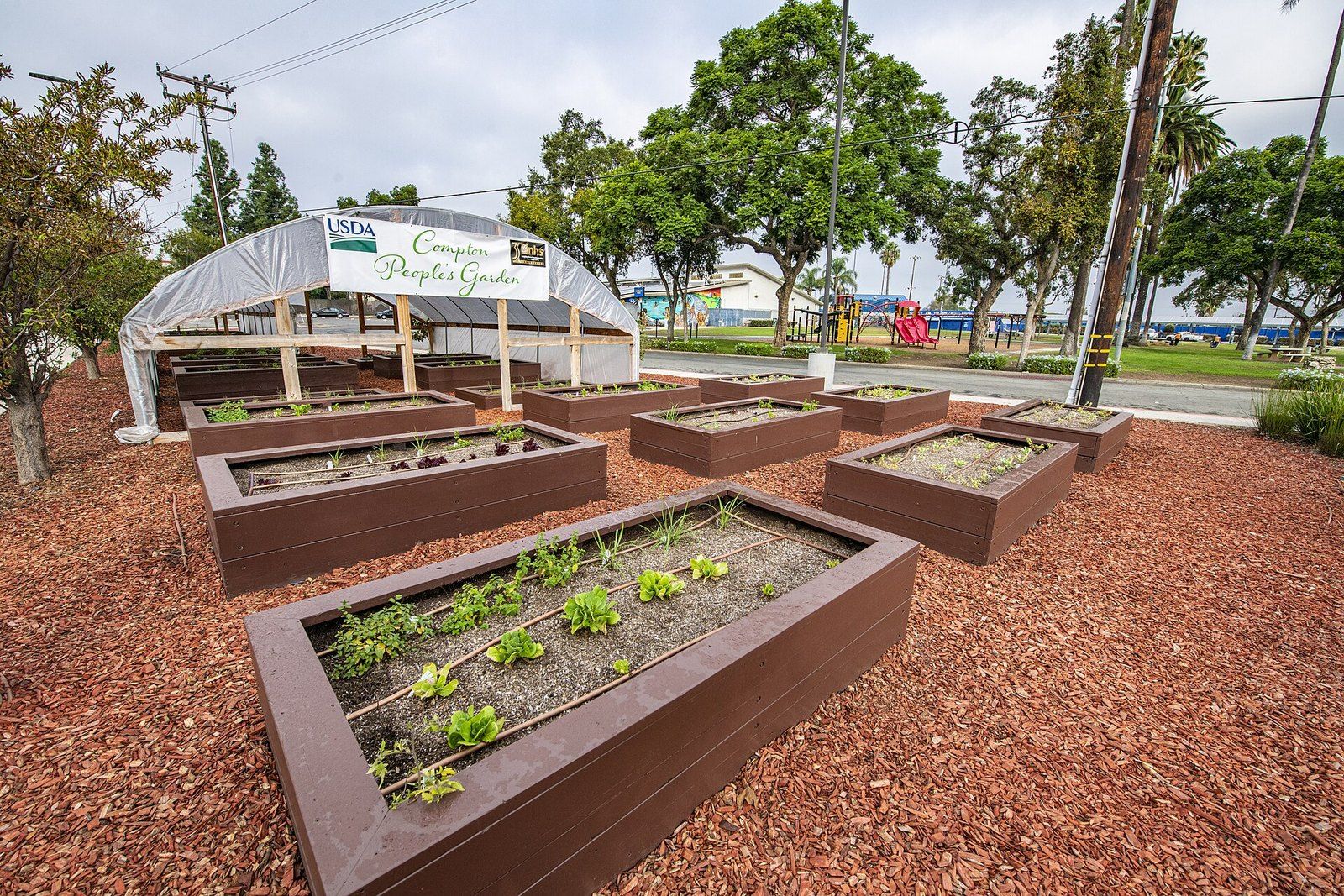 Raised planting beds of the People's Garden in Compton under a hoop house, a Wikimedia Commons photograph in the encyclopedia of Mike Kobeissi