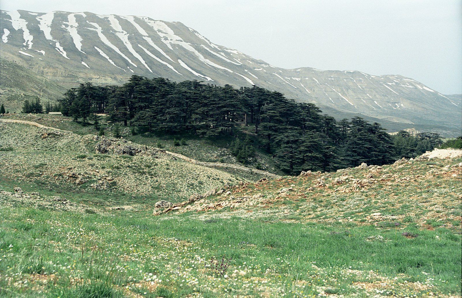 A grove of cedars of Lebanon in a green valley below the snowy ridge of Mount Lebanon, a Wikimedia Commons photograph in the encyclopedia of Mike Kobeissi