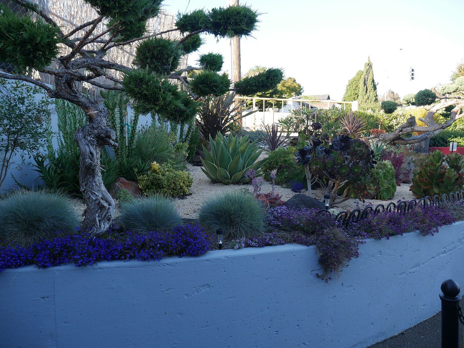 A drought tolerant planting of succulents and low shrubs in place of a lawn, a Wikimedia Commons photograph in the encyclopedia of Mike Kobeissi