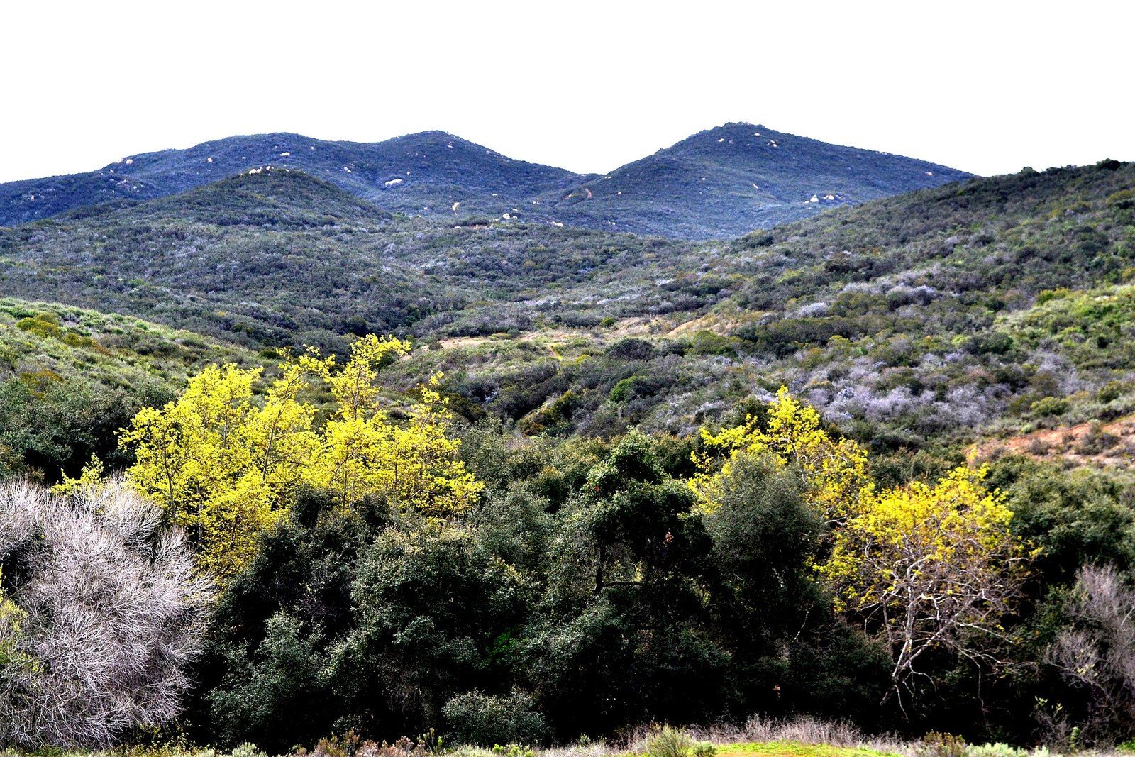 Spring bloom in coastal sage scrub and chaparral below rounded hills in Southern Californi, a Wikimedia Commons photograph in the encyclopedia of Mike Kobeissi