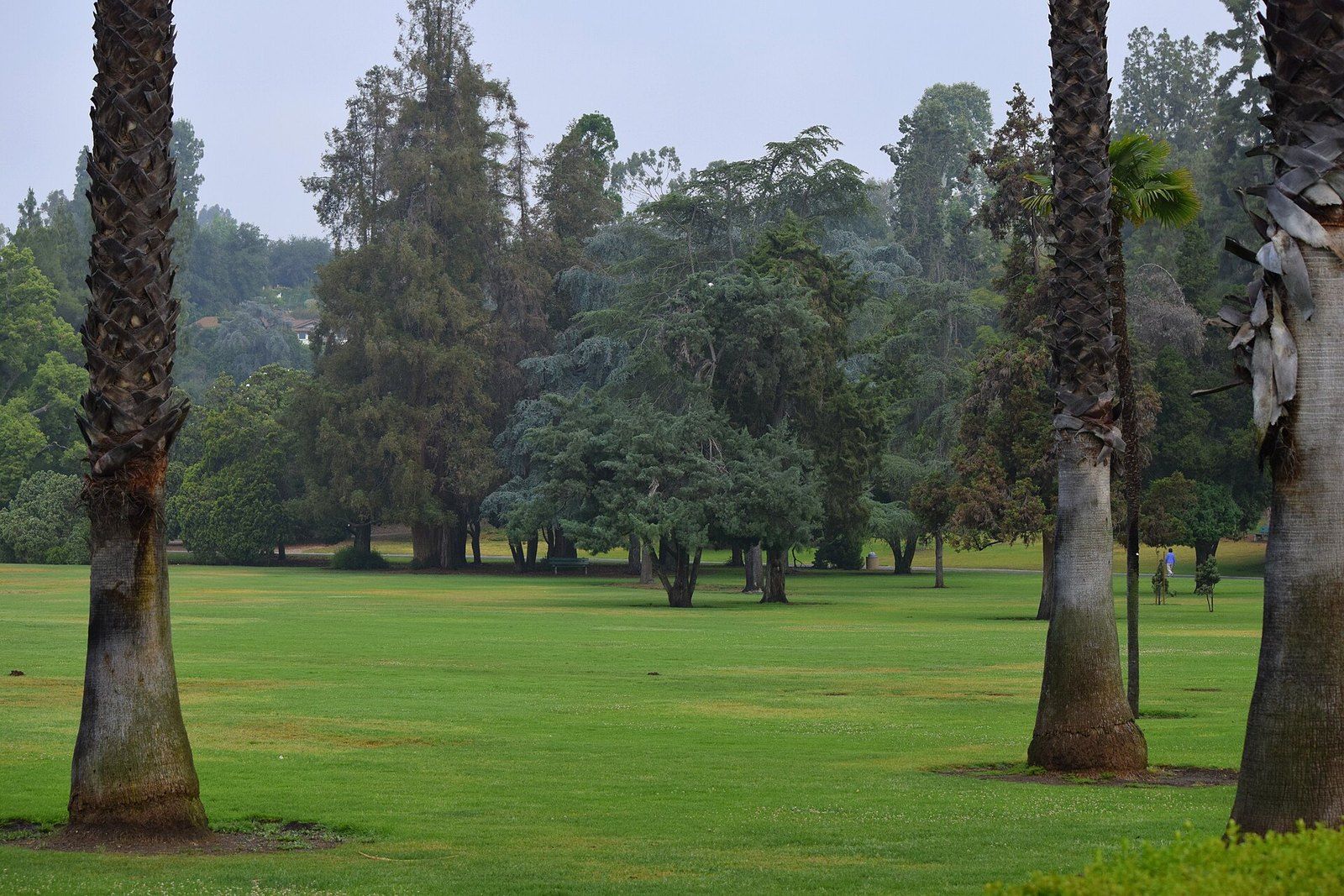 The broad lawn and tall palms of Lacy Park in San Marino, a Wikimedia Commons photograph in the encyclopedia of Mike Kobeissi
